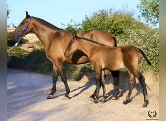 PRE, Stallion, Foal (05/2024), Red Dun