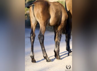 PRE, Stallion, Foal (05/2024), Red Dun