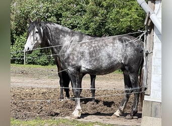 PRE, Stallion, 6 years, 15.2 hh, Gray-Blue-Tan