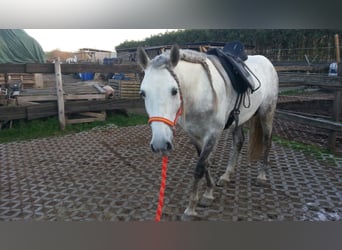 PRE, Stallion, 13 years, 15.3 hh, Gray-Dapple