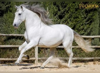 PRE, Stallion, 13 years, 15.2 hh, Gray