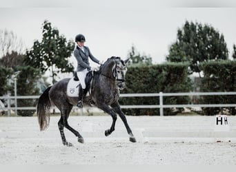 PRE, Stallion, 5 years, Gray