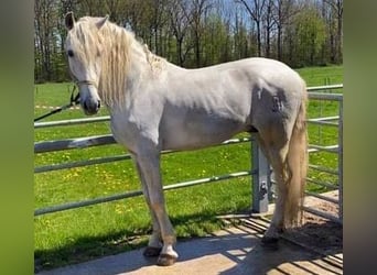 PRE, Stallion, 18 years, 16 hh, Gray
