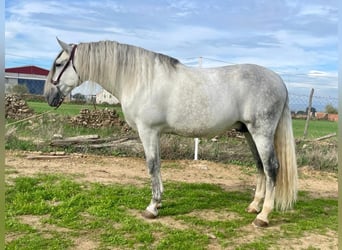 PRE, Stallion, 8 years, 16,3 hh, Gray-Fleabitten