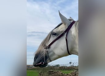 PRE, Stallion, 8 years, 16,3 hh, Gray-Fleabitten