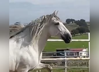 PRE, Stallion, 8 years, 16,3 hh, Gray-Fleabitten