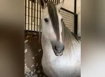 PRE, Stallion, 8 years, 16,3 hh, Gray-Fleabitten