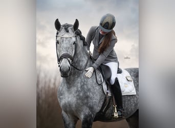 PRE, Stallion, 7 years, 17,2 hh, Grey-Blue-Tan
