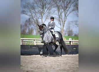 PRE, Stallion, 7 years, 17,2 hh, Grey-Blue-Tan