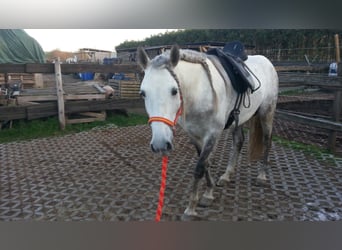 PRE, Stallion, 14 years, 15,3 hh, Grey-Dapple