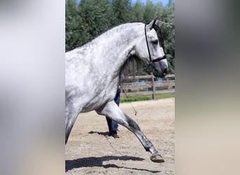 PRE, Stallion, 7 years, 16.2 hh, Grey