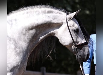 PRE, Stallion, 7 years, 16.2 hh, Grey