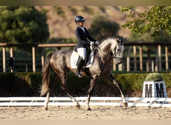 PRE, Stallion, 6 years, 17.3 hh, Grey