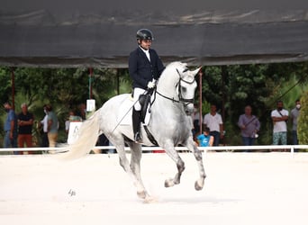 PRE, Stallion, 9 years, 16,1 hh, Grey