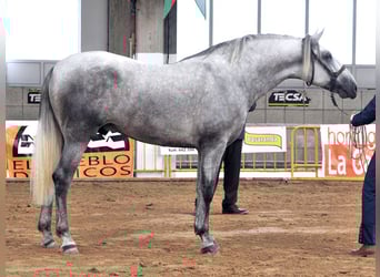 PRE, Stallion, 9 years, 16,1 hh, Grey