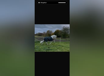 PRE, Stallion, 18 years, 16 hh, Grey-Fleabitten