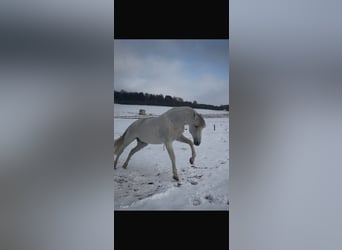 PRE, Stallion, 18 years, 16 hh, Grey-Fleabitten
