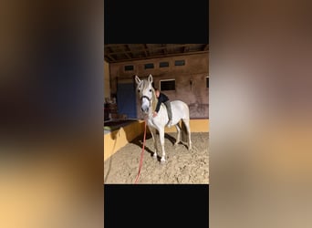 PRE, Stallion, 18 years, 16 hh, Grey-Fleabitten