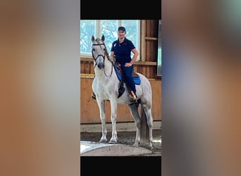 PRE, Stallion, 18 years, 16 hh, Grey-Fleabitten