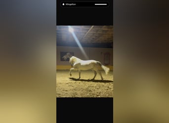 PRE, Stallion, 18 years, 16 hh, Grey-Fleabitten