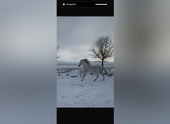 PRE, Stallion, 18 years, 16 hh, Grey-Fleabitten