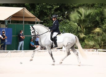 PRE, Stallion, 9 years, 16,1 hh, Grey