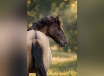 PRE, Stallion, 3 years, 16 hh, Grullo