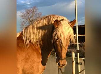 PRE, Stallion, 9 years, 15.2 hh, Palomino