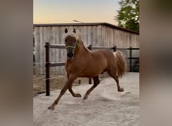 PRE, Stallion, 9 years, 15.2 hh, Palomino