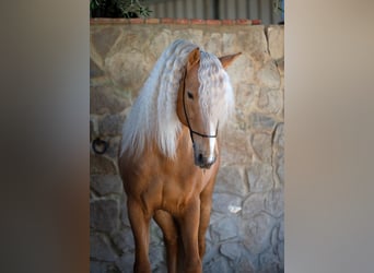 PRE, Stallion, 12 years, 15.2 hh, Palomino