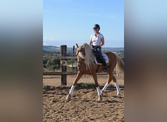 PRE, Stallion, 12 years, 15.2 hh, Palomino
