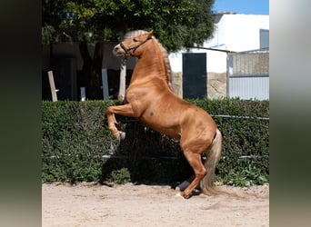 PRE, Stallion, 12 years, 15.2 hh, Palomino