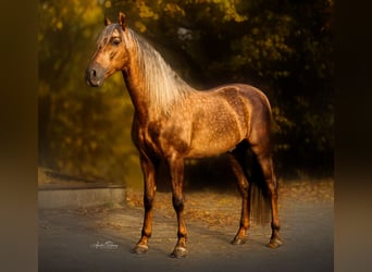 PRE, Stallion, 7 years, 16 hh, Palomino