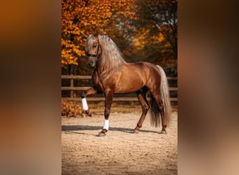 PRE, Stallion, 8 years, 16 hh, Palomino