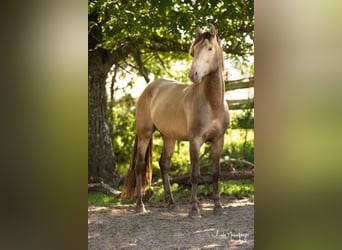 PRE, Stallion, 5 years, 16 hh, Pearl