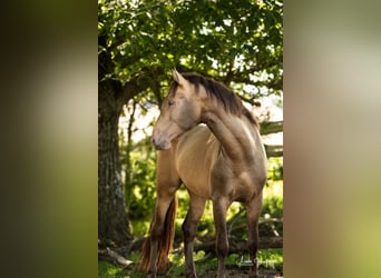 PRE, Stallion, 5 years, 16 hh, Pearl