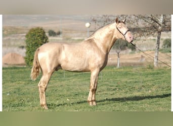 PRE, Stallion, 5 years, 16.1 hh, Pearl