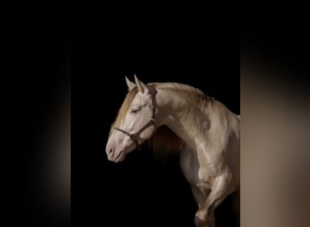 PRE, Stallion, 5 years, 16 hh, Pearl