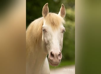 PRE, Stallion, 8 years, 15,2 hh, Perlino