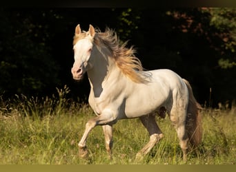 PRE, Stallion, 7 years, 15.2 hh, Perlino