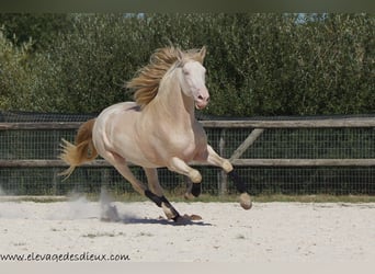 PRE, Stallion, 7 years, 16.2 hh, Perlino