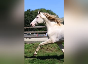 PRE, Stallion, 9 years, 16 hh, Perlino