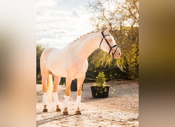 PRE, Stallion, 6 years, 15,2 hh, Perlino