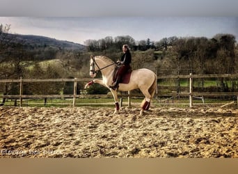 PRE, Stallion, 8 years, 16,2 hh, Perlino