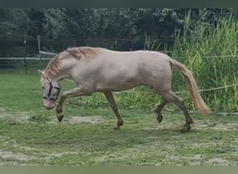 PRE, Stallion, 8 years, 15,3 hh, Perlino