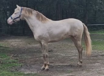 PRE, Stallion, 8 years, 15,3 hh, Perlino