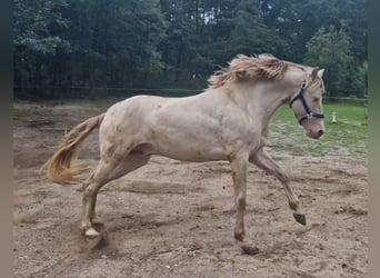 PRE, Stallion, 7 years, 15,3 hh, Perlino