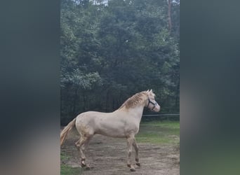 PRE, Stallion, 8 years, 15,3 hh, Perlino