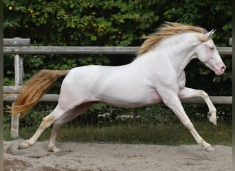 PRE, Stallion, 14 years, 14,3 hh, Perlino