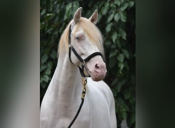 PRE, Stallion, 14 years, 14,3 hh, Perlino